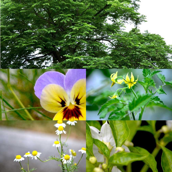 Garten Alliiertenstraße 1