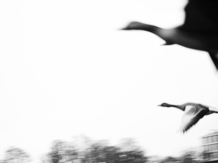 bird migration